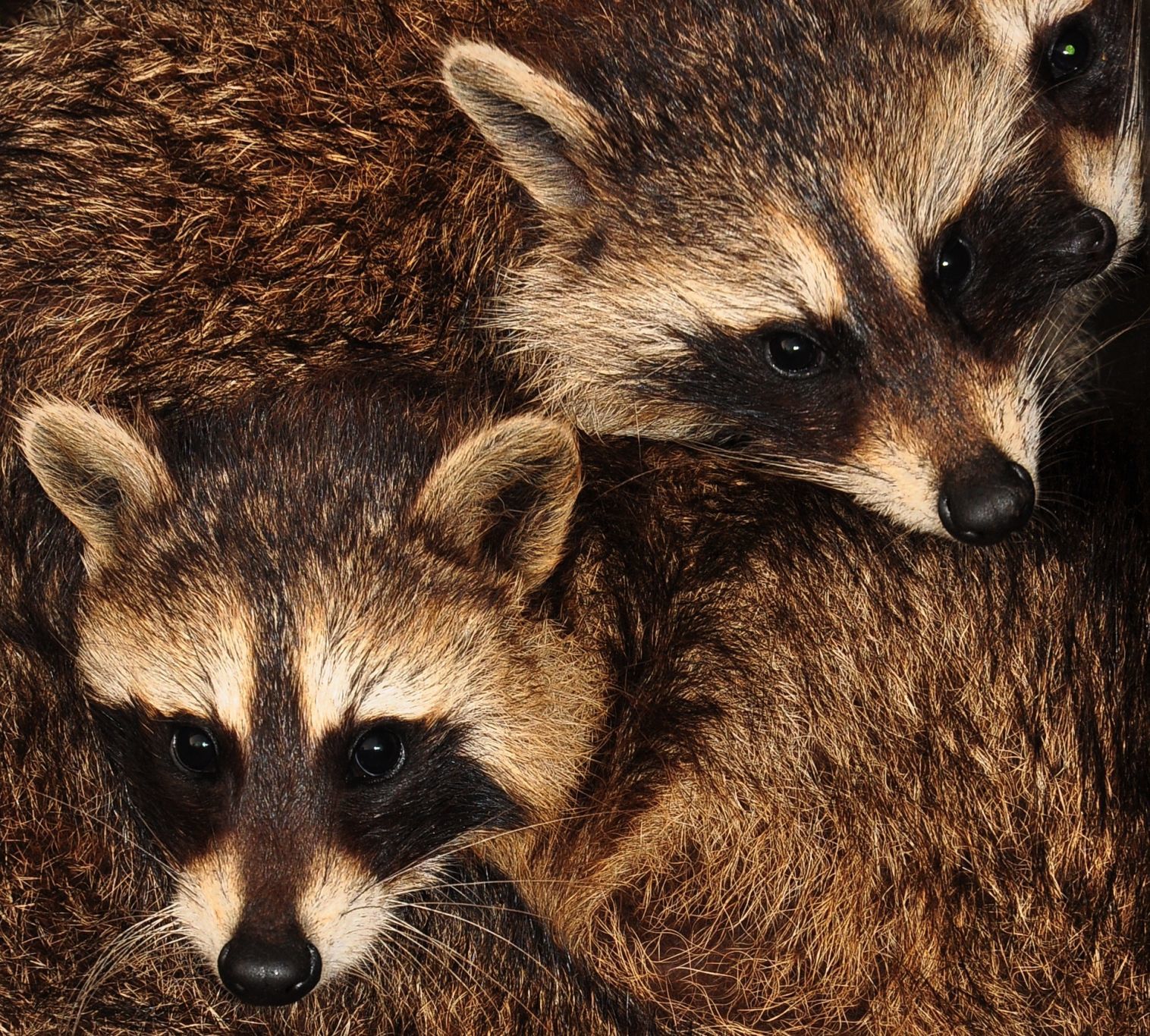 Raccoon babies